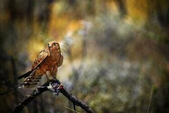 Bird Predator Prey Falcon Hawk HD Wallpaper Full