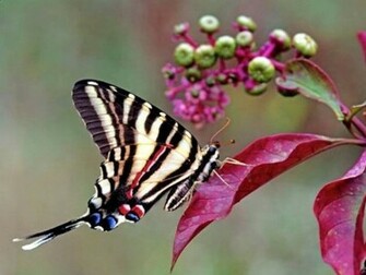Cute Butterfly Wallpaper