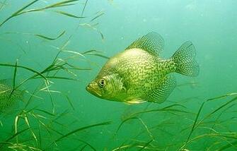 Crappie Wallpaper For Your Computer