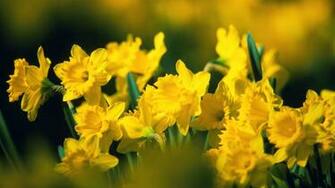 Yellow Flowers Wallpaper