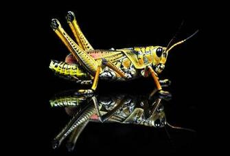 Top Grasshopper Wallpaper HD Animal Spot