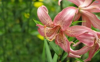 Tiger Lily Wallpaper Pictures For Desktop