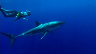 High Definition Wallpaper Photo Shark Html