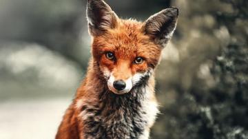 Wallpaper Wild Animal Fox Red Tablet Laptop