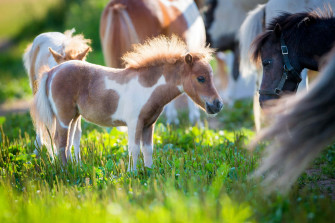 Pony Picture Wallpaper