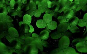 Lucky Charm Wallpaper