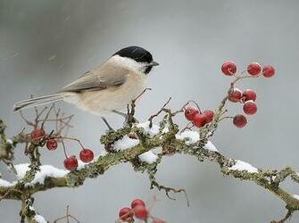Berries Bird Pppp Red Snow Tree Image On Favim