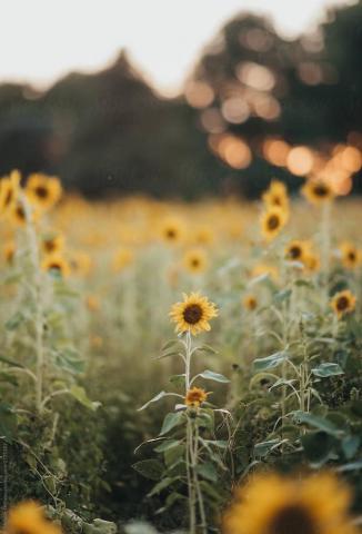 Sunflower Field By Melanie Defazio Fields Summer