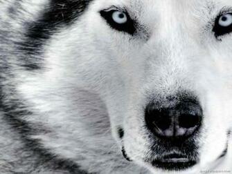 Siberian Husky Wallpaper Siberianhusky Desktop