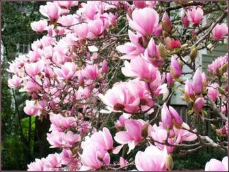 Pink Magnolia Blumen Auf Schwarzem Hintergrund Isoliert Stock Foto