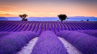 Lavender Desktop Wallpaper On