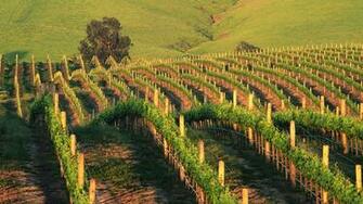 Vineyard Wallpaper