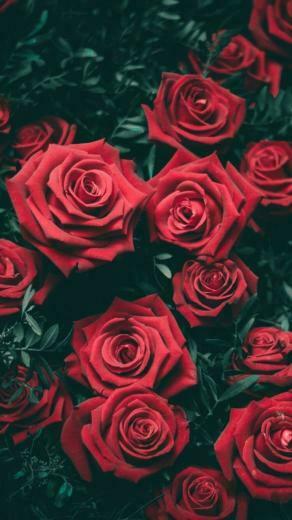 Getter M Esalu On Roses With Image Rose Wallpaper