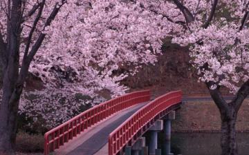 Water Trees Beautiful Bridges Nature Widescreen Wallpaper