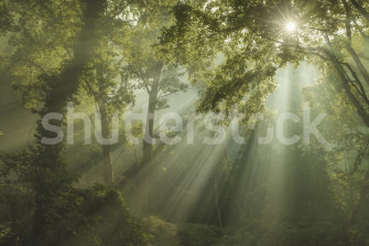 Sun Rays Wallpaper