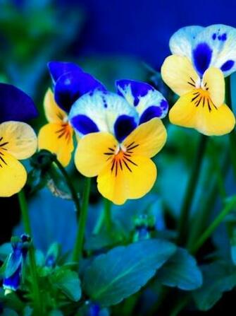 Spring Flowers iPad Mini Wallpaper