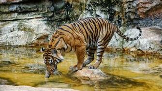 Tiger Drinking Water Wallpaper Animal