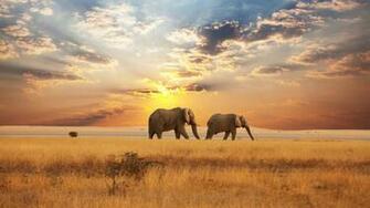 Wallpaper Savannah Gorgeous