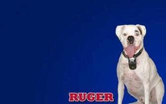 Ruger Benny Wallpaper Brian Baird Online