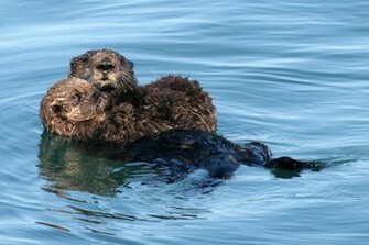 Sea Otter Picture Wallpaper This