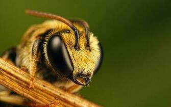 Bee Wallpaper And Image Pictures Photos Picture