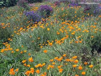 Flower Wallpaper California Poppy Patch