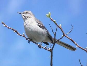 Mockingbird Wallpaper