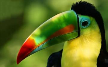 Wallpaper S Collection Toucan