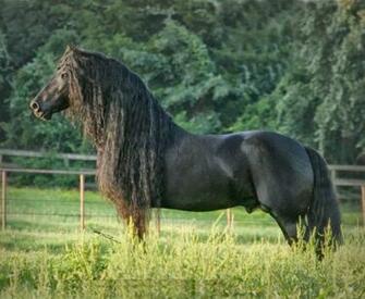 Friesian Horse Info Wallpaper