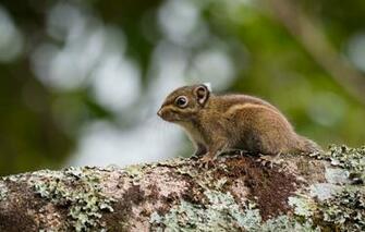 Wallpaper Tree Rodent Gopher Of Berdmore Image For Desktop