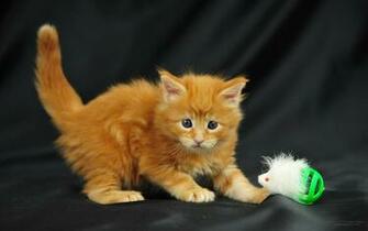Funny Cat Odin Maine Coon Kitten Lol Cats HD