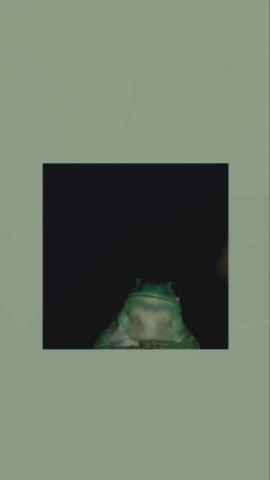 Frog Wallpaper