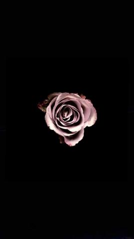 Black Rose Wallpaper
