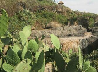 Ethiopian Cactus Wallpaper HD