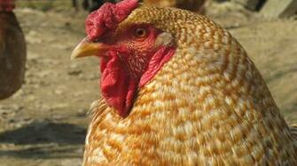 Cock Wallpaper Allwallpaper In Pc En