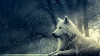 Wolf Wolves Wallpaper Abstract Photography HD Desktop