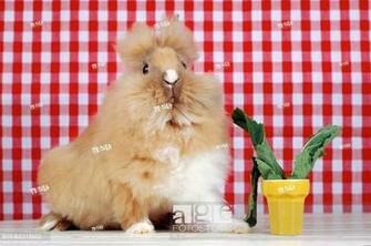 Lionhead Rabbit Oryctolagus Cuniculus F Domestica