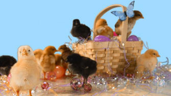 Cute Baby Chicks In And Around Easter Basket Eggs Stock