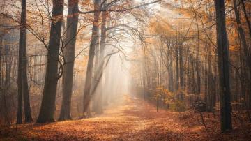 Photo Foliage Fog Autumn Nature Forests Morning Trees