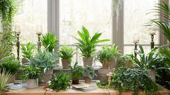 Survival Strategies Keep Houseplants Alive Over Winter
