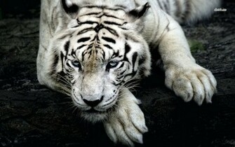 White Tiger Desktop Wallpaper