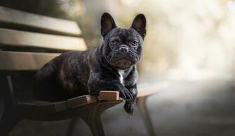 French Bulldog Full HD 2k Wallpaper