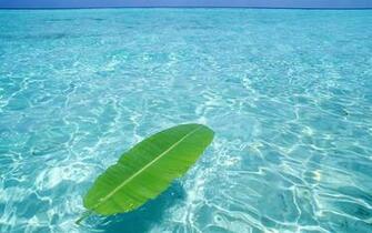 HD Nature Wallpaper Widescreen