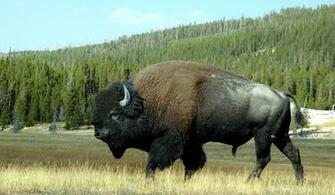 Buffalo Wallpaper Jpg