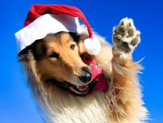 Funny Dog Wallpaper HD In Imageci