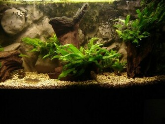 Aquarium Background Pictures