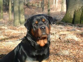 Hound Cur Dogs Rottweiler