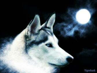 Black Wolf Wallpaper