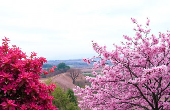 Pink Nature Wallpaper