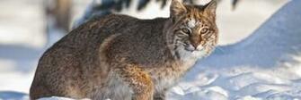 Bobcat HD Desktop Wallpaper 4k